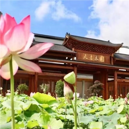 益陽天意木國木文化博物館、金家堤、一碑五館一日游