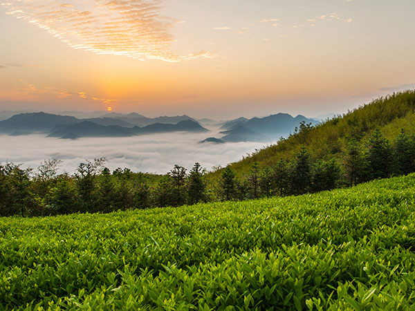 益陽安化?天下茶道、云臺(tái)山、茶香花海2日游