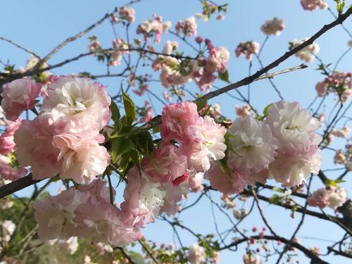 長(zhǎng)沙潯龍河櫻花谷、田漢文化園一日游